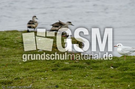 Lachmöve (1 von 3).jpg